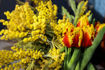 Spring bouquet. Blooming Mimosa, yellow fluffy flowers, green leaves. Beautiful red-yellow tulips with a curly edge. The background is blurred.