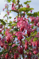 Frühling in Deutschland | roter Blütenzauber