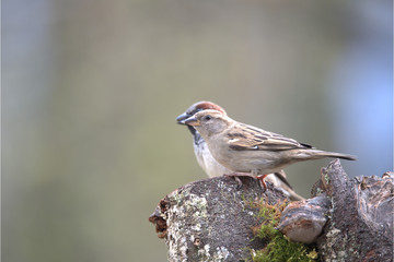 Haussperling  Weiblich