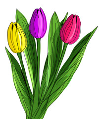 hand drawn red, purple and yellow tulips with green laeves isolated. Vector ilin doodle vintage watercolor style. Sketch. Flower blossom design for greeting cards, wedding, mothers or valentines day