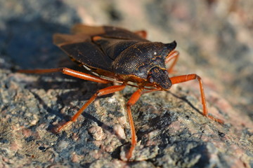 Shield Bug - Pentatoma rufipes