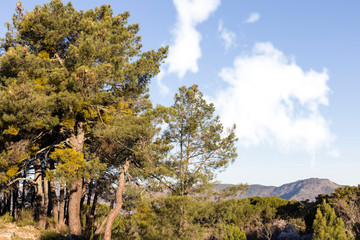 Fototapeta premium Pico Guisando en la Sierra de Gredos desde el pinar del Piquillo en Cadalso de los Vidrios. Madrid. España. Europa.