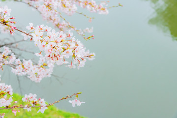 東京千鳥ヶ淵の桜