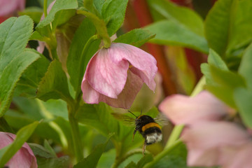 Bumblebee pollinates the flower of a Snow Rose