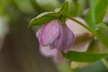 red Christmas rose in the garden