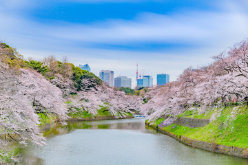 Fototapeta na wymiar 東京千鳥ヶ淵の桜