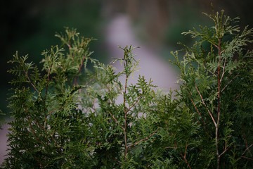 Hecke