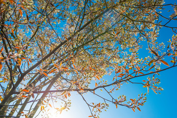 Blossoming tree in a garden below a blue sky in sunlight at sunrise in spring