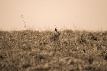 Ansicht eines Hasen im morgens Nebel