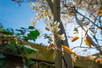 Blossoming tree in a garden below a blue sky in sunlight at sunrise in spring
