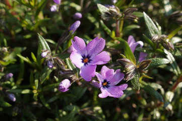Obraz premium flower, nature, purple, pink, plant, spring, garden, flowers, summer, green, blossom, beauty, bloom, wild, flora, macro, violet, beautiful, closeup, petal, floral, leaf, 