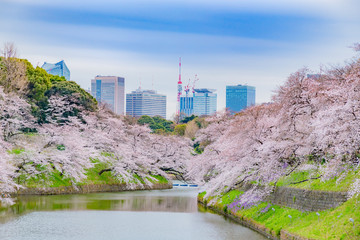 東京千鳥ヶ淵の桜