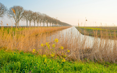 Canal in a foggy field below a blue sky in sunlight at sunrise in spring