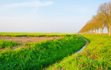Field with flowers below a blue sky in sunlight at sunrise in spring