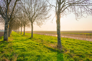 Fototapeta na wymiar Canal in a foggy field below a blue sky in sunlight at sunrise in spring