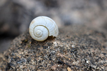 Fancy snail shell on stone
