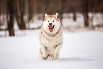 Crazy, happy and funny beige and white dog breed siberian husky with tonque out running on the snow in the winter field.