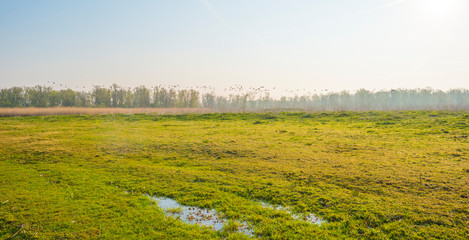 Geese flying over a field along a lake in a blue sky in sunlight in spring