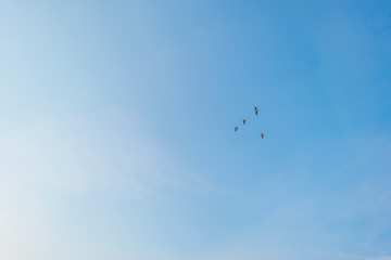 Geese flying in a blue sky in sunlight in spring