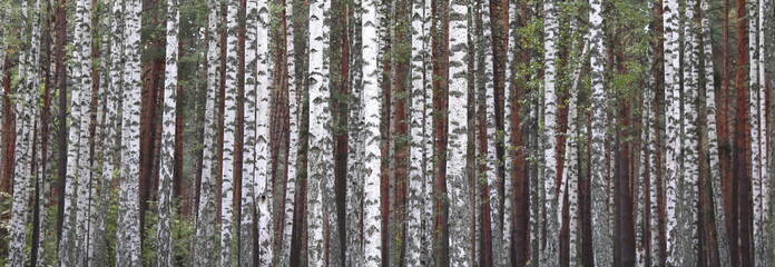 Young birch with black and white birch bark in spring in birch grove against the background of other birches
