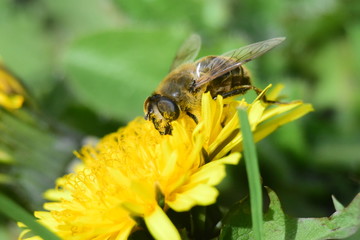 abeille