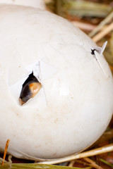 Beak of hatching duckling