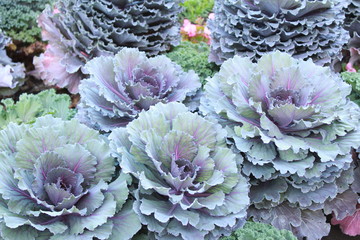 Decorative cabbage purple in the garden