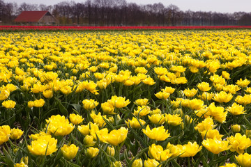 Tulips in yellow and red rows
