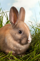 Rabbit closeup