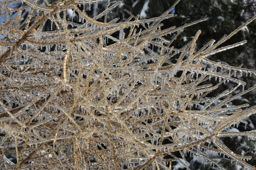 Branches d'arbBranches d'arbre après une tempête de verglas.re après une tempête de verglas.