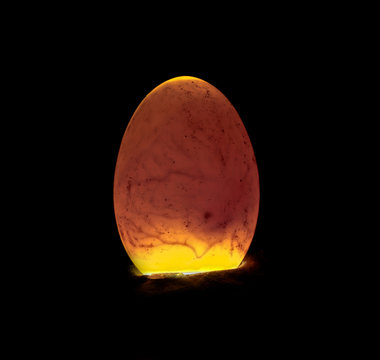 Duckling inside egg