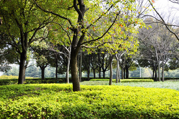 Autumn park in the morning in cloudy weather. Picture autumn park. September landscapes in the park. Overcast weather. Park alleys