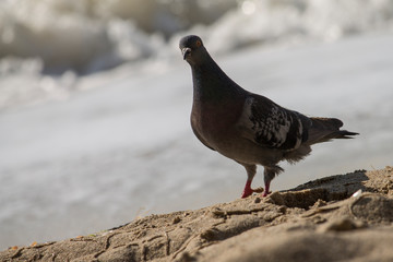 A pigeon on the beach looking at the camera, closeup