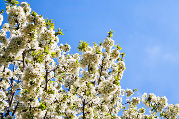 white spring flowers against blue sky