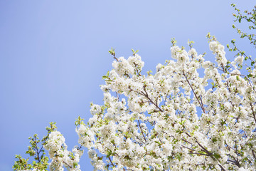 white spring flowers against blue sky
