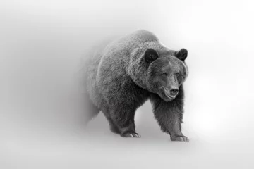 Fotobehang Grizzly beer prachtige natuur dieren in het wild dierencollectie © Effect of Darkness