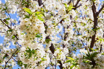 white spring flowers against blue sky