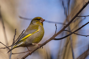 A bright greenfinch sits on a branch in the park and looks at the photographer. Urban green and yellow warbler in nature habitat. Close-up.