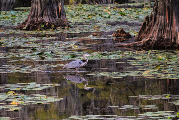 Great Blue Heron Reflection in Dark Waters of Swamp in East Texas