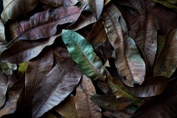Fototapeta na wymiar Background of dry brown mango leaves lying on the ground