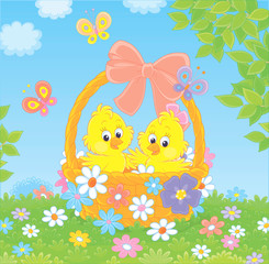 Little yellow chicks in an Easter basket decorated with a pink bow among colorful flowers and fluttering butterflies on a sunny spring day, vector illustration in a cartoon style