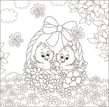 Little cute chicks in an Easter basket decorated with a big bow among flowers and fluttering butterflies on a sunny spring day, black and white vector illustration in a cartoon style