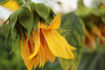 Fototapeta premium Sunflower began to blossom petals