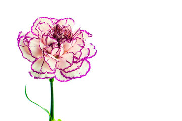 Brindle white and purple carnation on white background