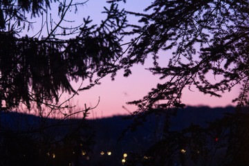 Abendrot hinter Nadelbaumzweigen