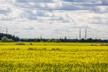 Summer landscape in the field. Field of yellow flowers and blue sky with clouds.