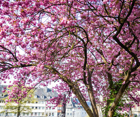 Zierkirsche in voller Blüte