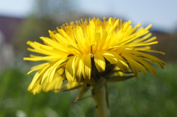 flower, dandelion, yellow, nature, spring, plant, summer, green, macro, garden, grass, flowers, field, blossom, flora, meadow, petal, bloom, beauty, floral, beautiful, 