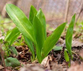 green leaves of wild garlic growing in the spring forest close up