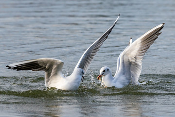 Fototapeta na wymiar Black headed seagulls diving into lake water for bread